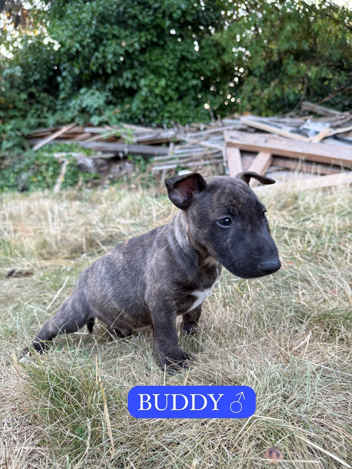 ️ORIGINELE MINIATUUR BULLTERRIER PUPS STAMMBOOM️, Bull Terriër, Fokker | Hobbymatig, 8 tot 15 weken, Buitenland