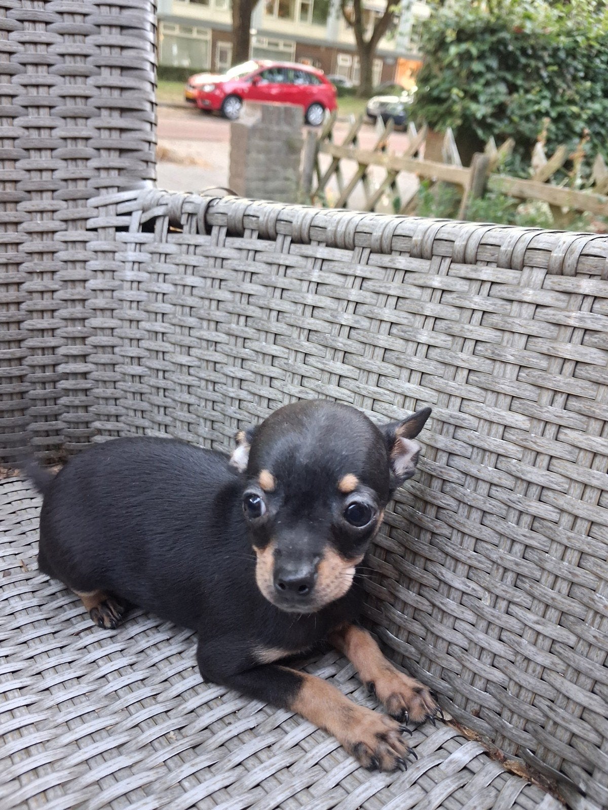 Mooie pups Black tan en blue merle, 8 tot 15 weken, Meerdere, Meerdere dieren, Chihuahua