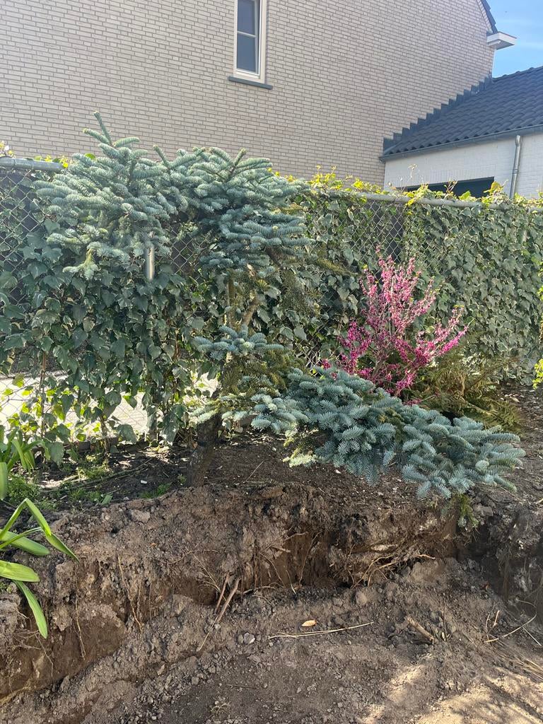 Blauwe spar, Tuin en Terras, Volle zon, Vaste plant, Bloeit niet, Ophalen