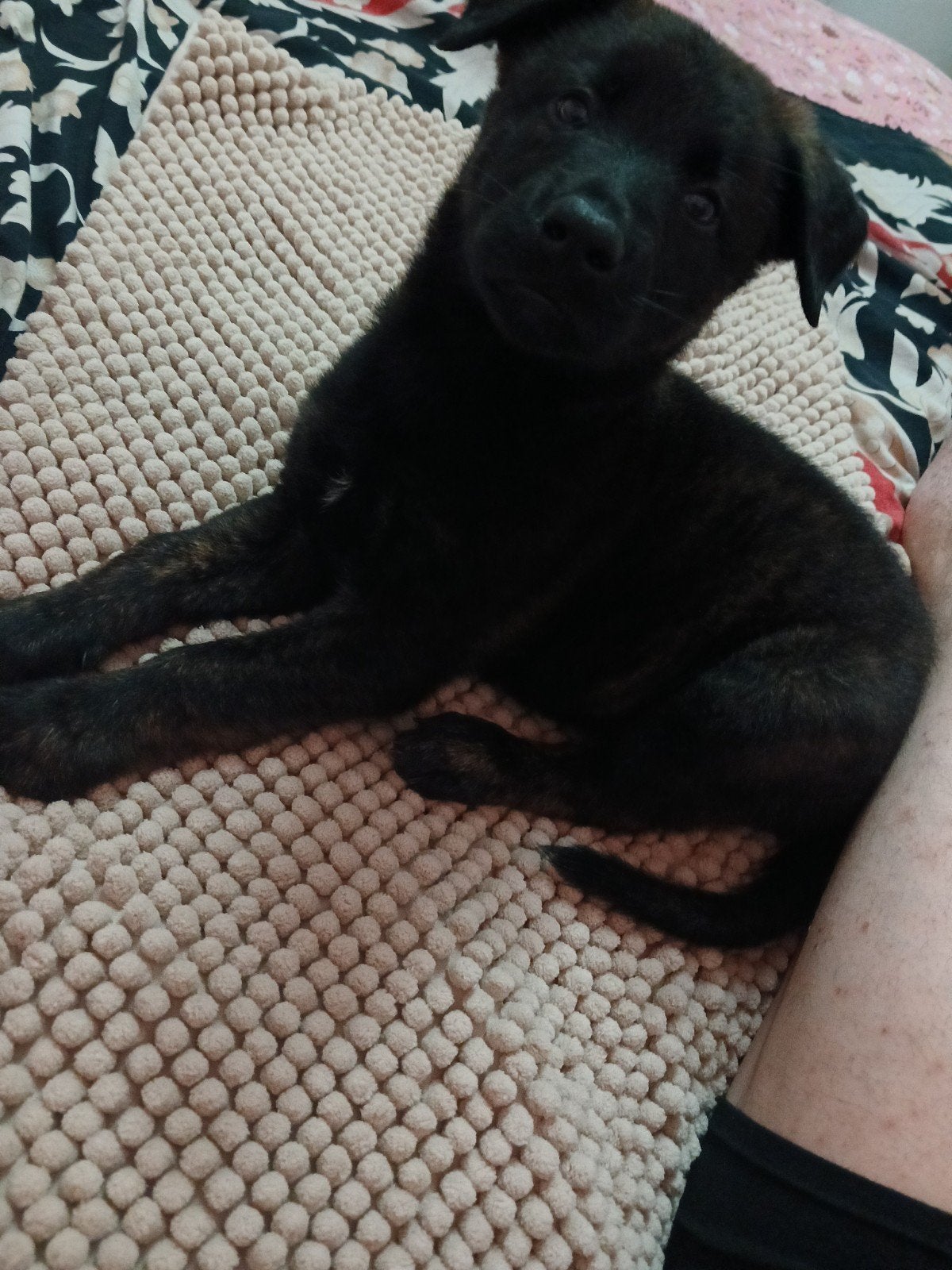 Ik kan nu niet kijken; ik ben bezig., Dieren en Toebehoren, 8 tot 15 weken, Eén hond, Klein, Nederland