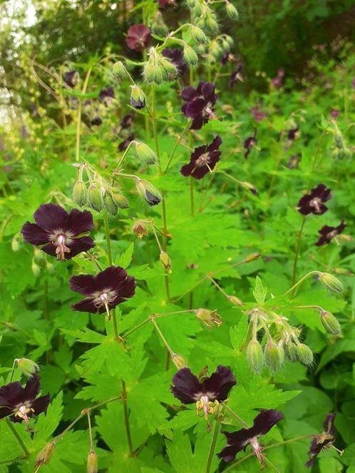 Geranium Phaeum - Donkere Ooievaarsbek, Overige soorten, Vaste plant, Ophalen of Verzenden, Halfschaduw