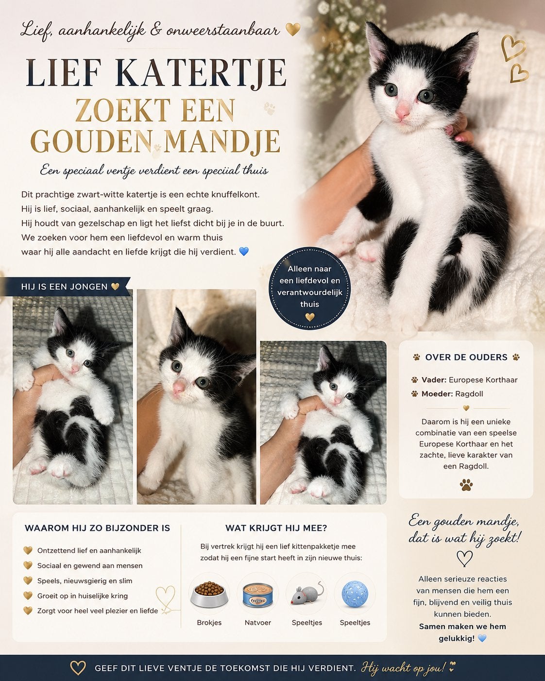 Ragdoll x europese korthaar kitten, Kater