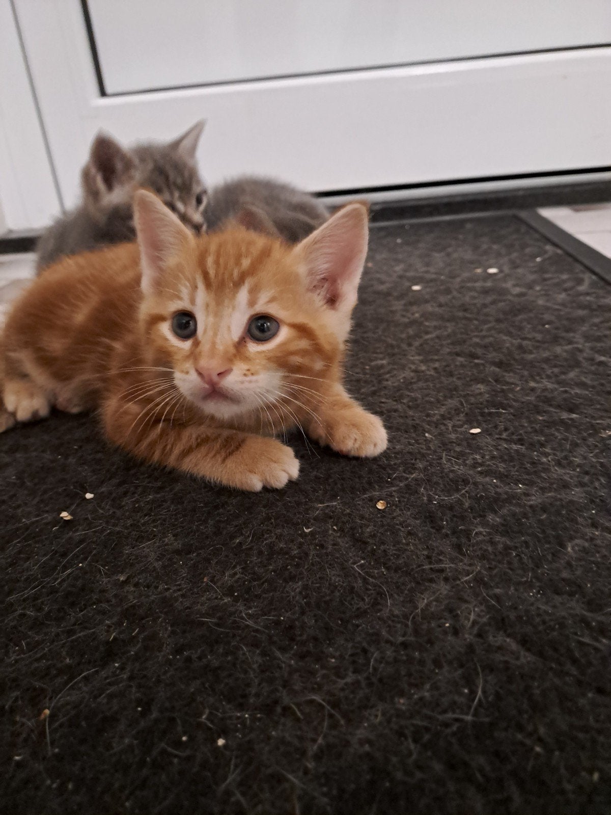 gereserveerd, Dieren en Toebehoren, Poes, Kortharig, 0 tot 2 jaar