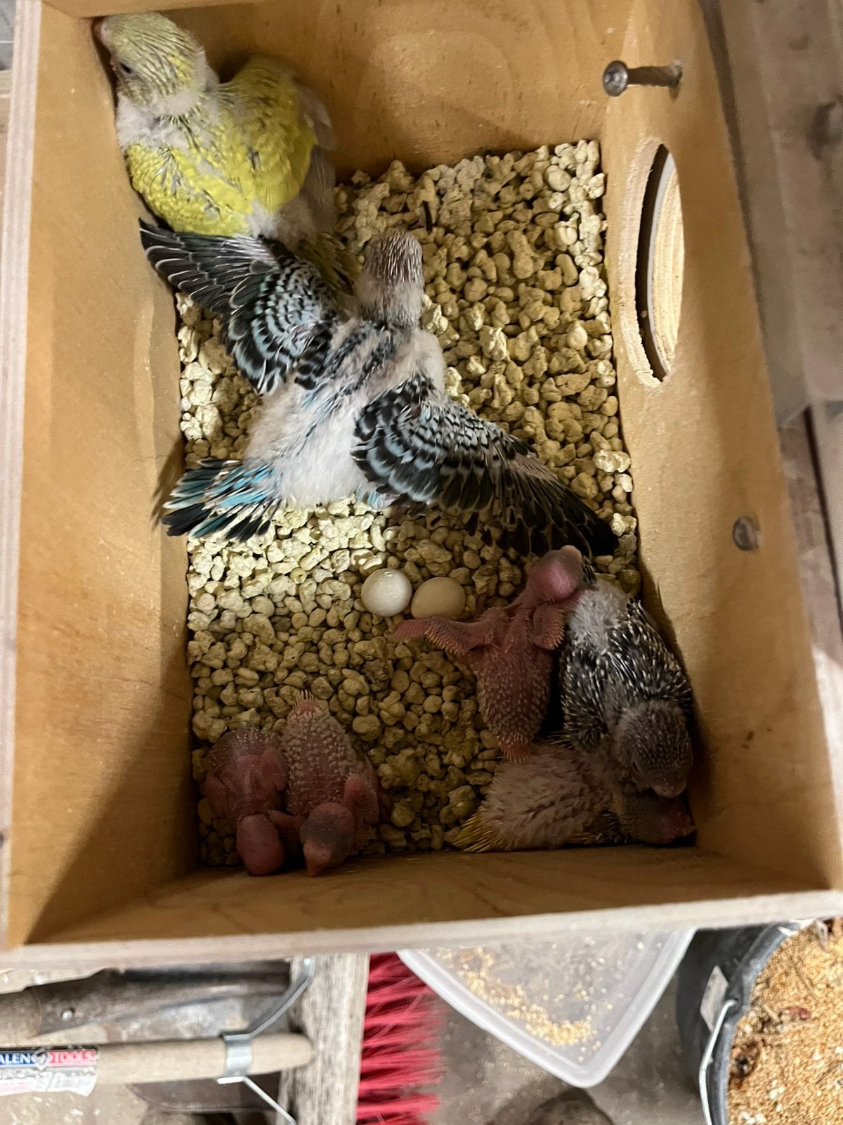 Jonge grasparkieten, Dieren en Toebehoren, Vogels | Parkieten en Papegaaien, Meerdere dieren, Parkiet