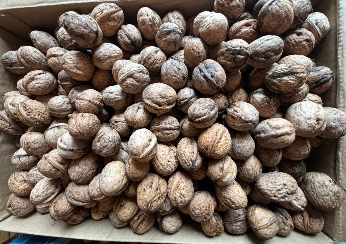 Verse walnoten uit eigen boomgaard te koop! 100 kg over!, Ophalen