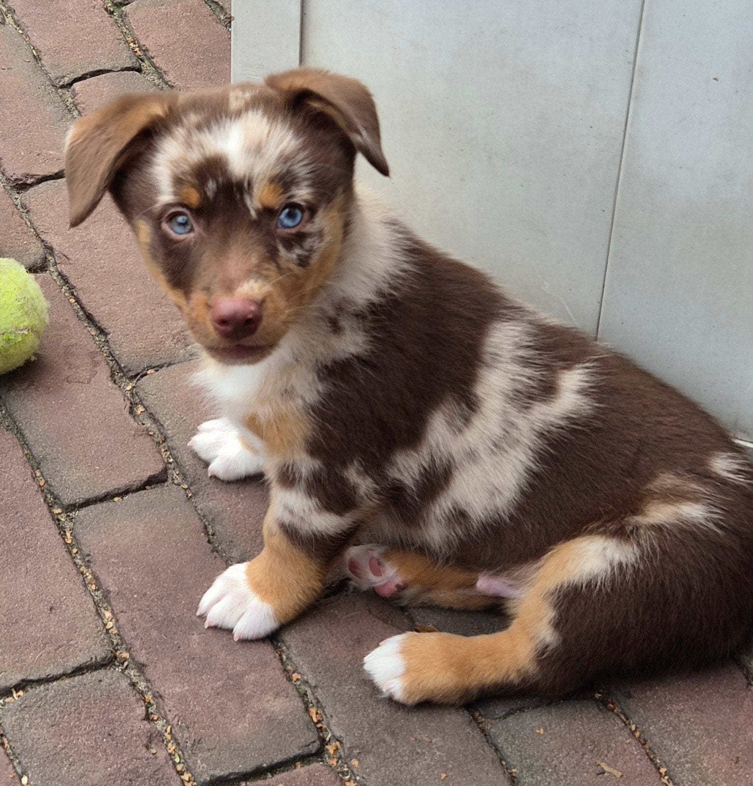 kruising Welsh Corgi x mini Australian shepherd, Nederland, 8 tot 15 weken, Meerdere, Meerdere dieren