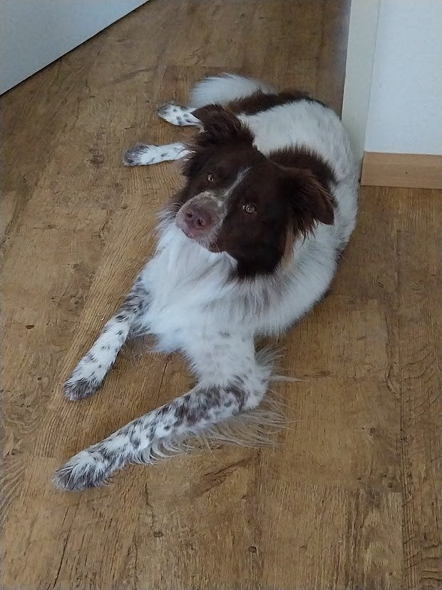 Herplaatsen hond, Reu, Parvo, Eén hond, Nederland