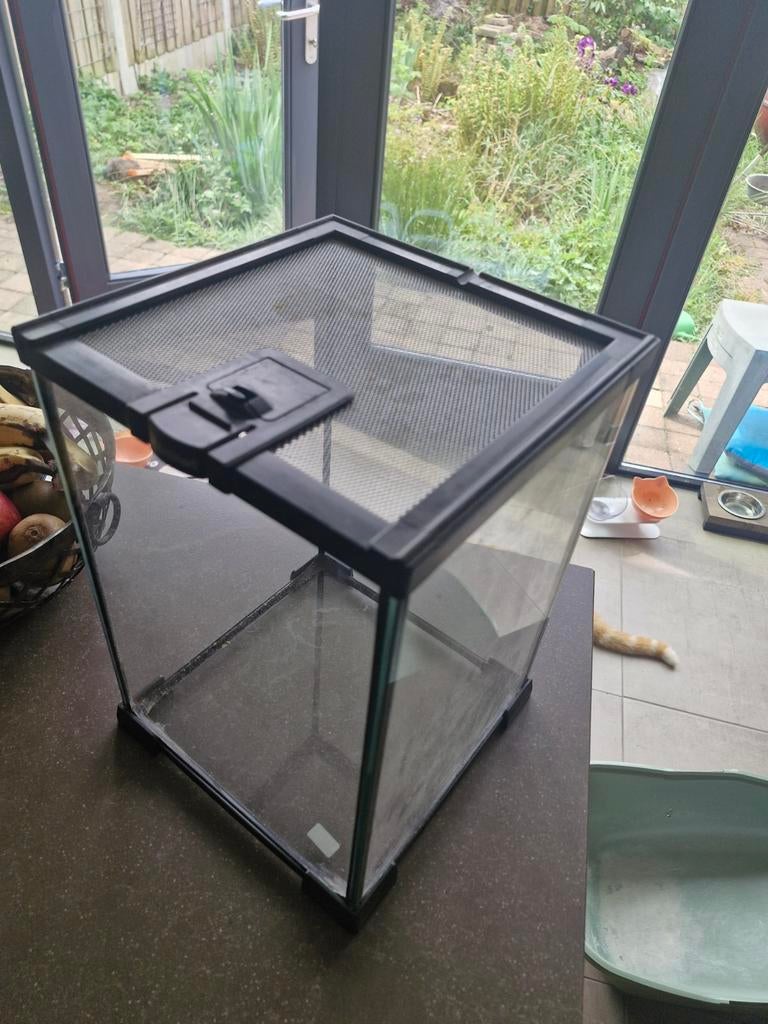 Glas terrarium  voor wandelende takken of andere reptielen, Amfibie, Met terrarium