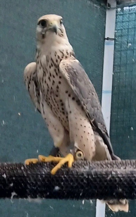 Lannervalk vrouwtje, Dieren en Toebehoren, Vogels | Overige Vogels, Vrouwelijk, Roofvogel, Geringd