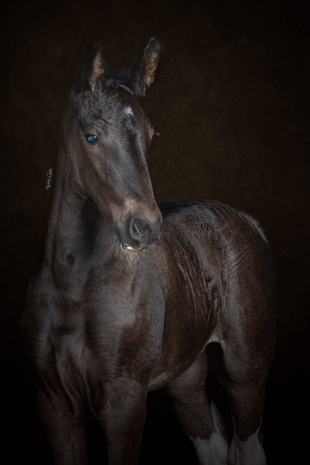 Lieve barockpinto jaarling ruin te koop, Dieren en Toebehoren, Ruin, Onbeleerd, Minder dan 160 cm, 0 tot 2 jaar