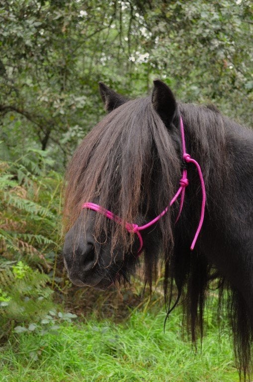 Fotoshoot touwhalster Lazy pony roze FRA, Recreatie, Handgemaakt, Zo goed als nieuw, Halster