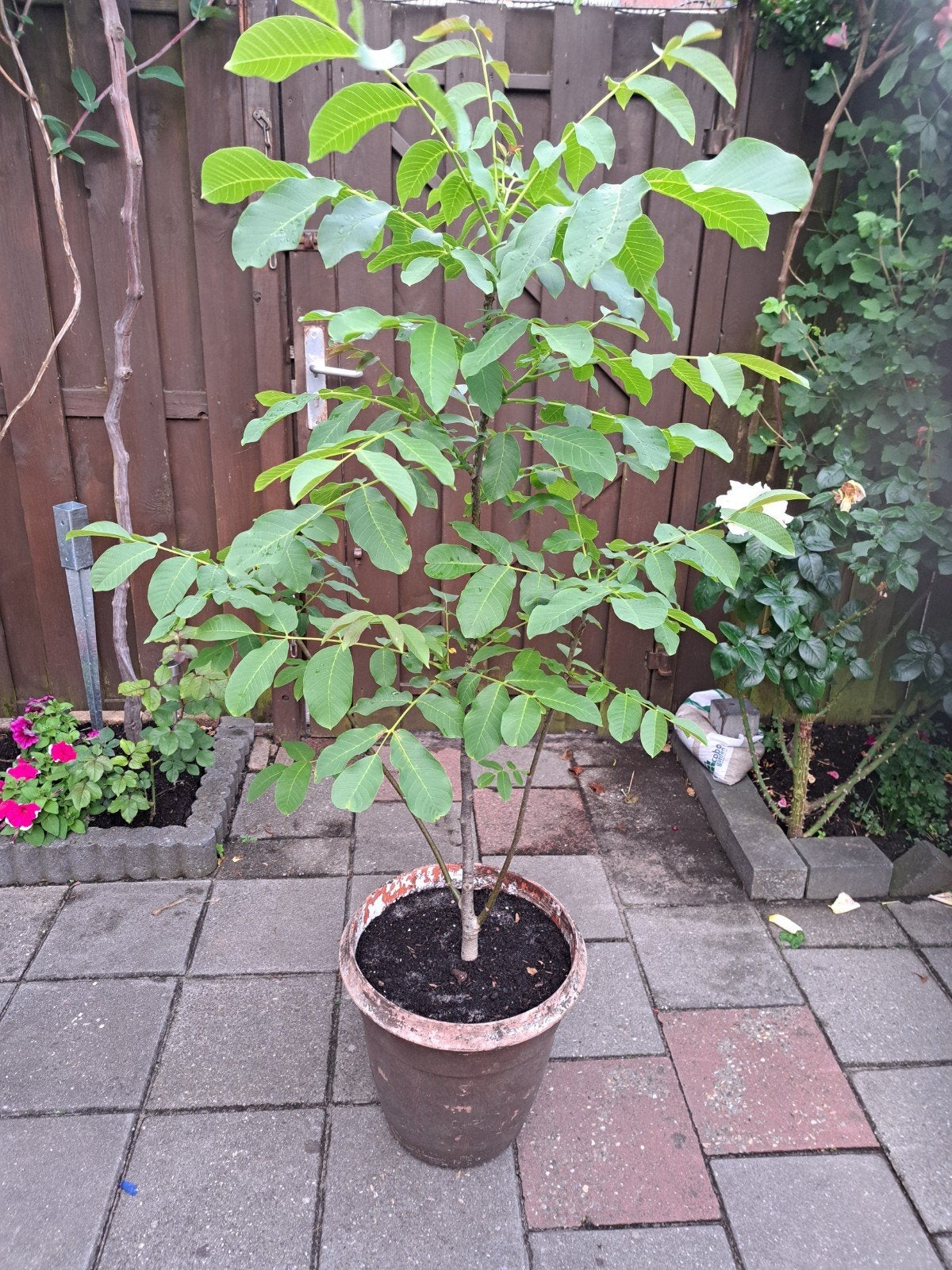 Walnoten plant  180 cm  hoog met poten 4 jaar oud, Ophalen of Verzenden, Volle zon, Overige soorten, 100 tot 250 cm