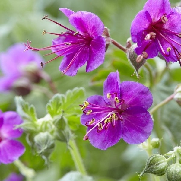 Geranium Macrorrhizum - bodembedekkende ooievaarsbek, Ophalen, Bodembedekkers, Volle zon, Vaste plant