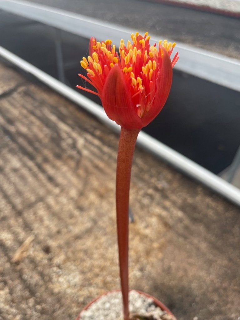 Caudex plant Haemanthus Coccineus uit Namibie.uit Namibie., Overige soorten, Ophalen of Verzenden, In pot, Minder dan 100 cm
