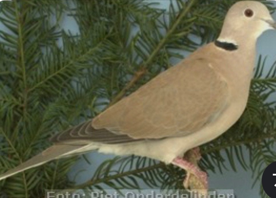 3 lachduiven gratis op te halen, Dieren en Toebehoren, Vogels | Overige Vogels, Vrouwelijk
