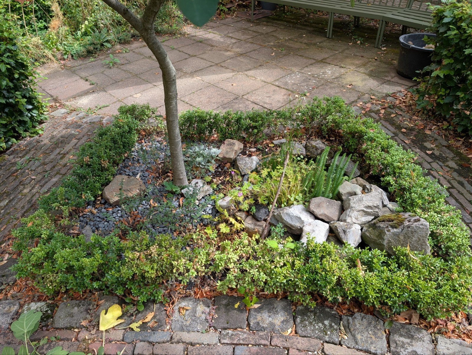 Haagplanten ilex crenata Japanse hulst, Ophalen, Hulst, Minder dan 100 cm