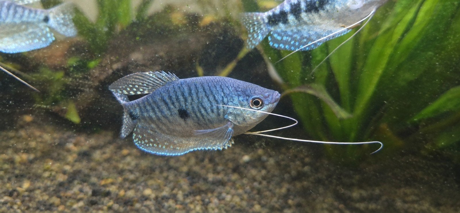 blauwe spat (gourami) 5x, Vis, Zoetwatervis, Schoolvis