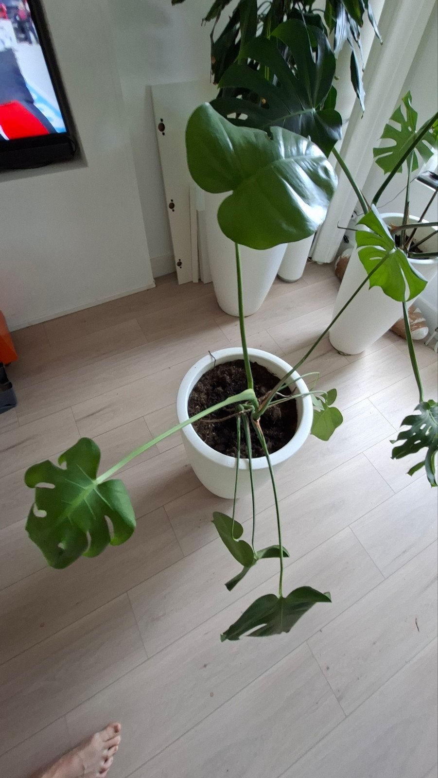 Monstera Deliciosa kamerplant, Ophalen, Halfschaduw, Minder dan 100 cm