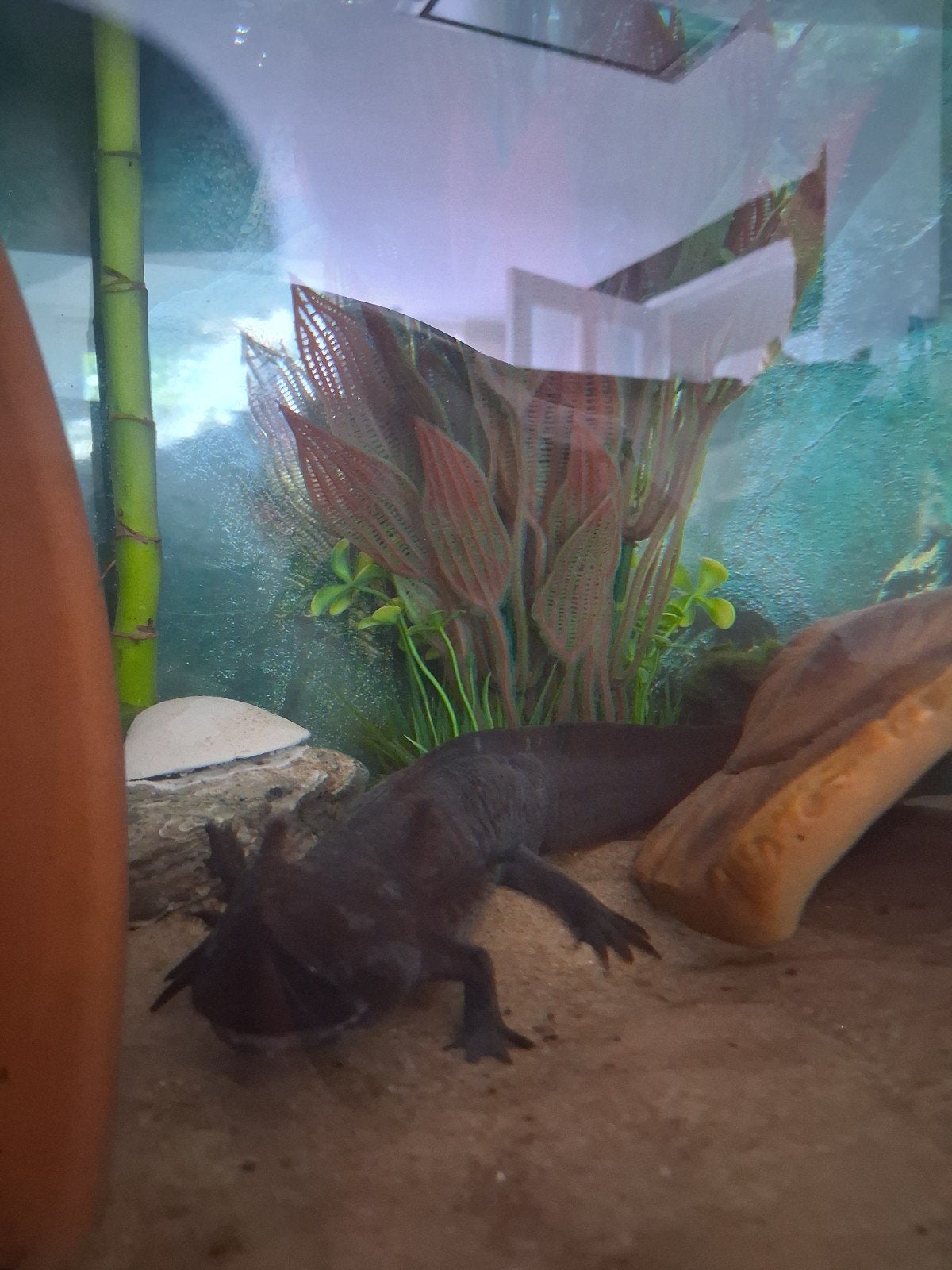 axolotl inclusief aquarium en toebehoren, Ophalen, Gebruikt, Overige typen, Overige merken