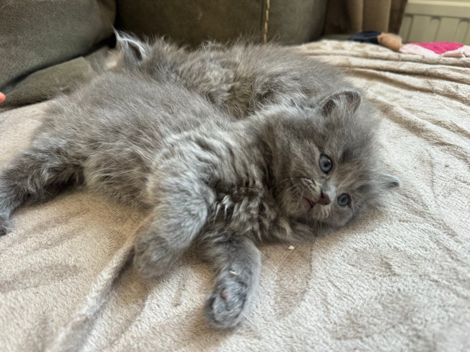 Kittens, Dieren en Toebehoren, Katten en Kittens | Overige Katten, Meerdere dieren