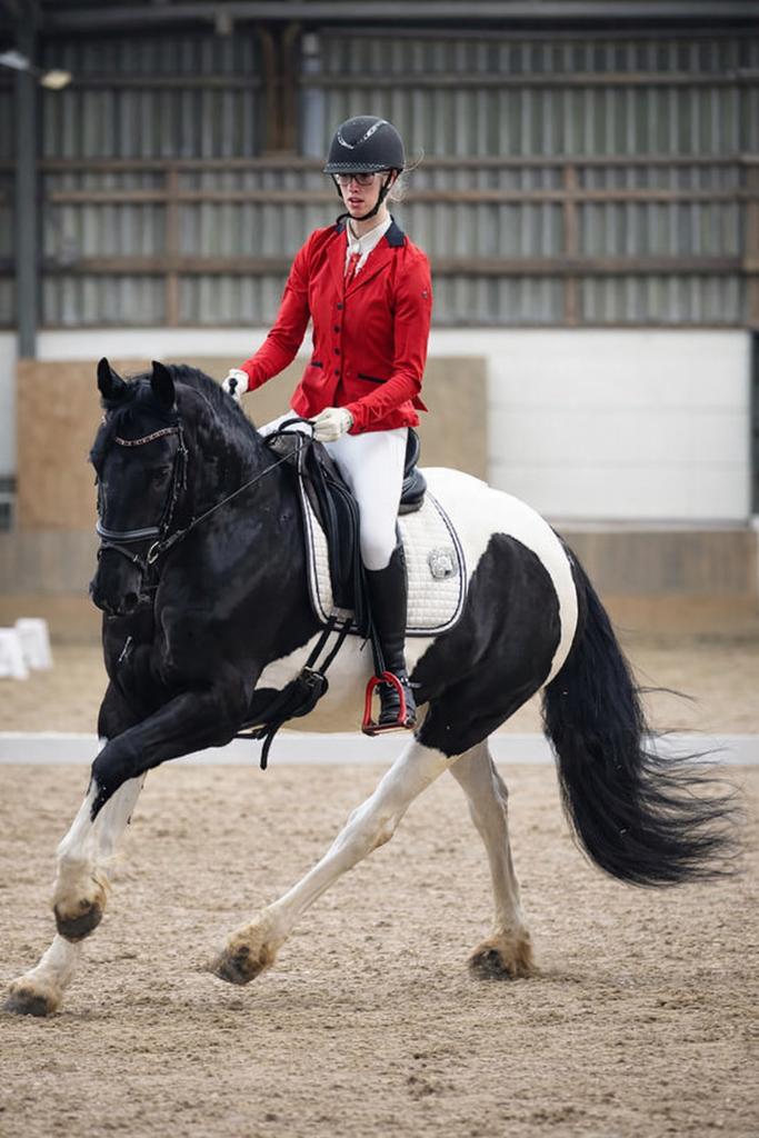 Zeer mooie 5-jarige Barock Pinto dressuurmerrie, Dieren en Toebehoren, Paarden, Merrie, Met stamboom, Dressuurpaard, 3 tot 6 jaar