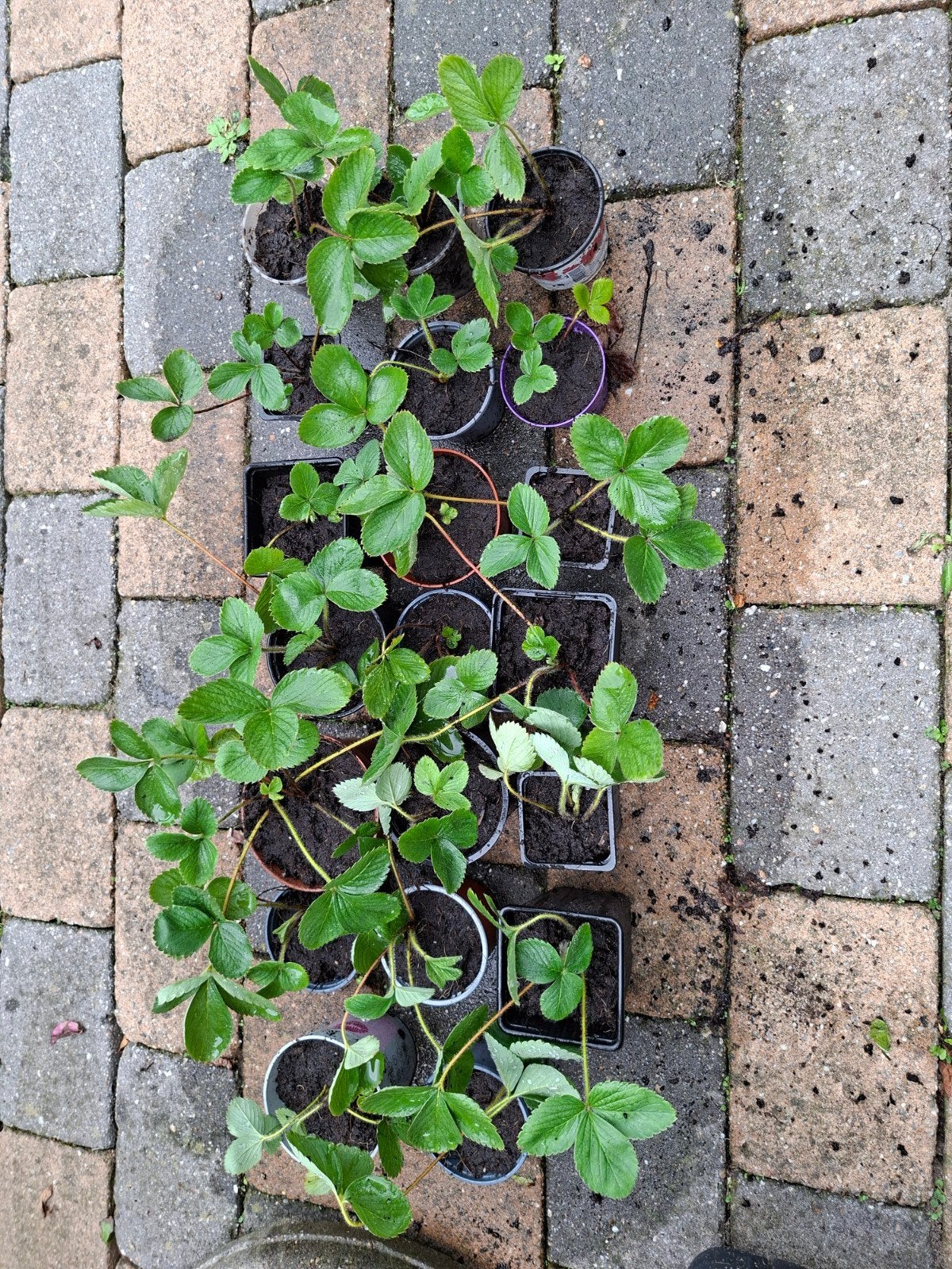Aardbeienplantjes en stekjes - Vers van eigen kweek, Volle zon, Vaste plant, Ophalen of Verzenden, Zomer