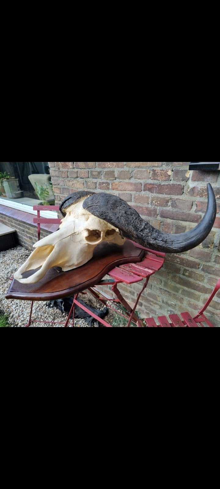 Prachtige mega kaffer buffel kaapse buffel kafferbuffel big, Ophalen of Verzenden, Zo goed als nieuw, Hert, Gewei of Kop