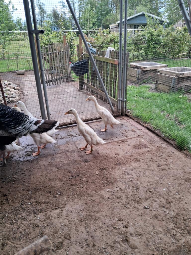 Indische loopeend, woerd jong van 4 april, Dieren en Toebehoren, Mannelijk, Eend