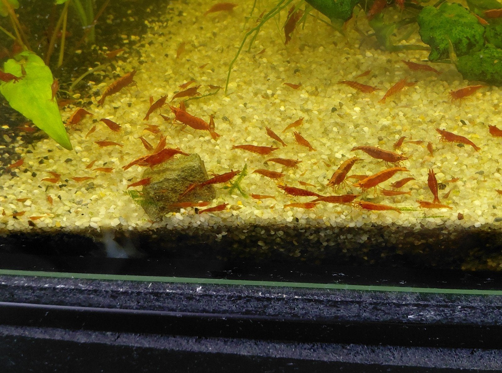 Mooie rode garnalen, Dieren en Toebehoren, Vissen | Aquariumvissen, Kreeft, Krab of Garnaal