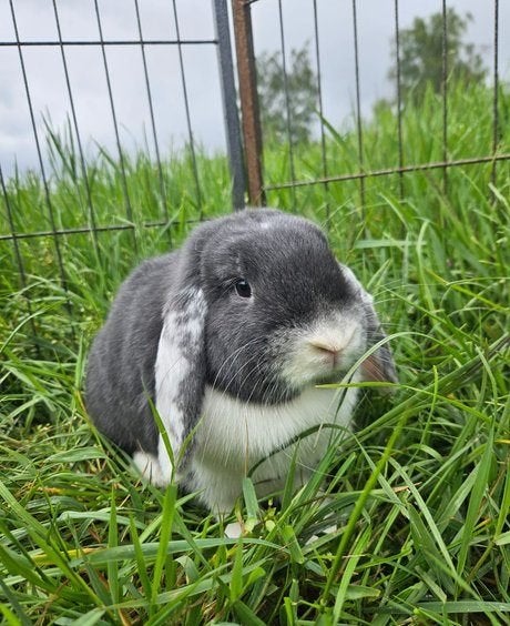 Hop zoekt een nieuw huisje!, Vrouwelijk, Klein, Hangoor, 0 tot 2 jaar