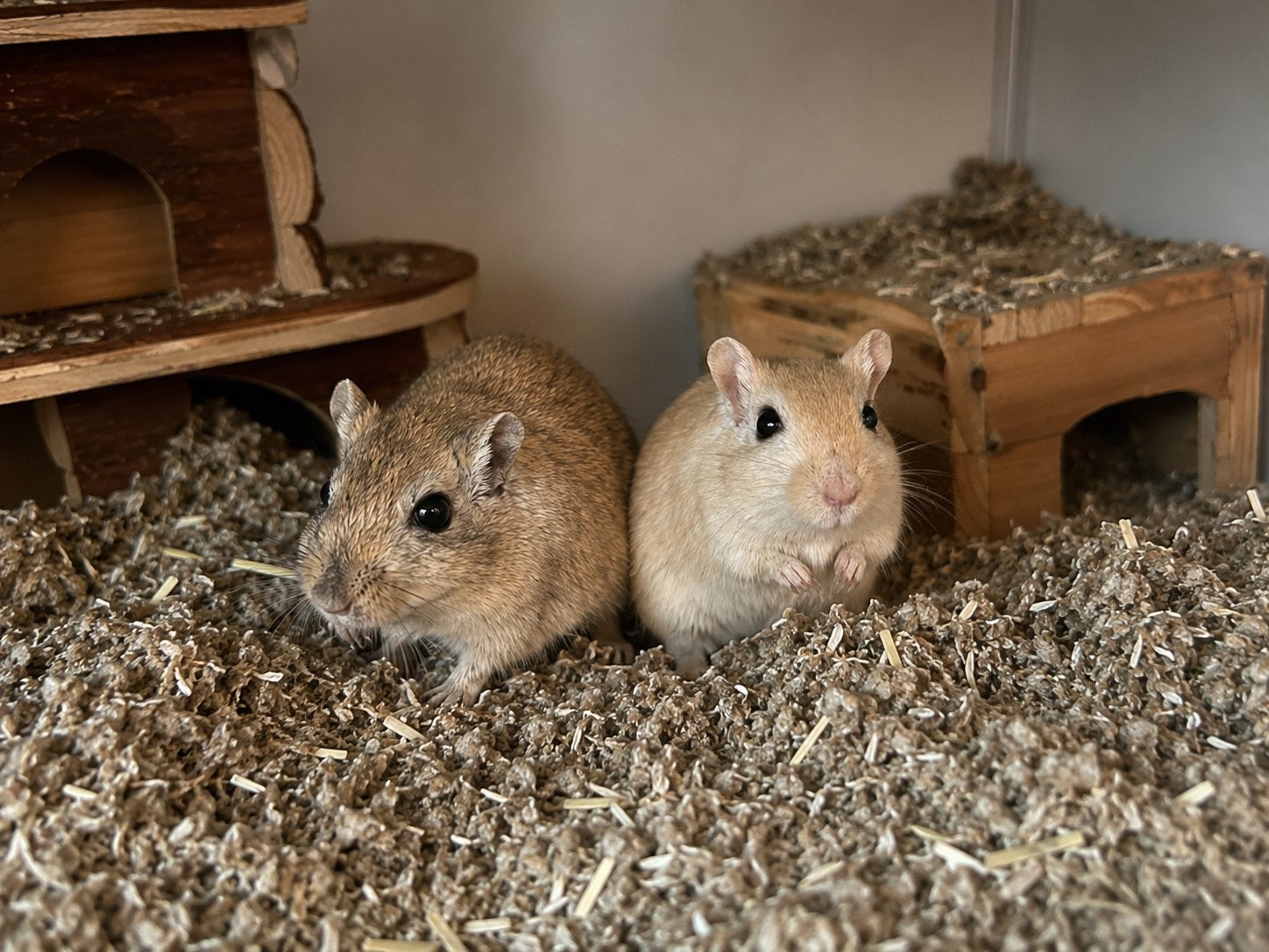 Duo vrouwelijke mongoolse gerbils ter adoptie- Rodent Rescue, Dieren en Toebehoren, Knaagdieren, April, Vrouwelijk, Overige typen