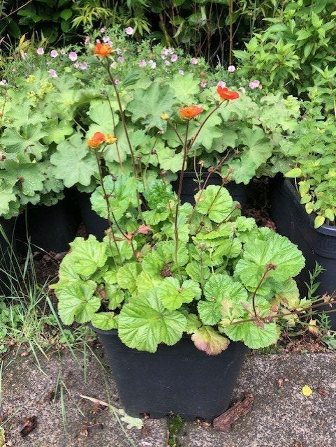 Nagelkruid / Geum Coccineum tuinplant. staat in de kuip . p, Vaste plant, Halfschaduw, Zomer, Ophalen