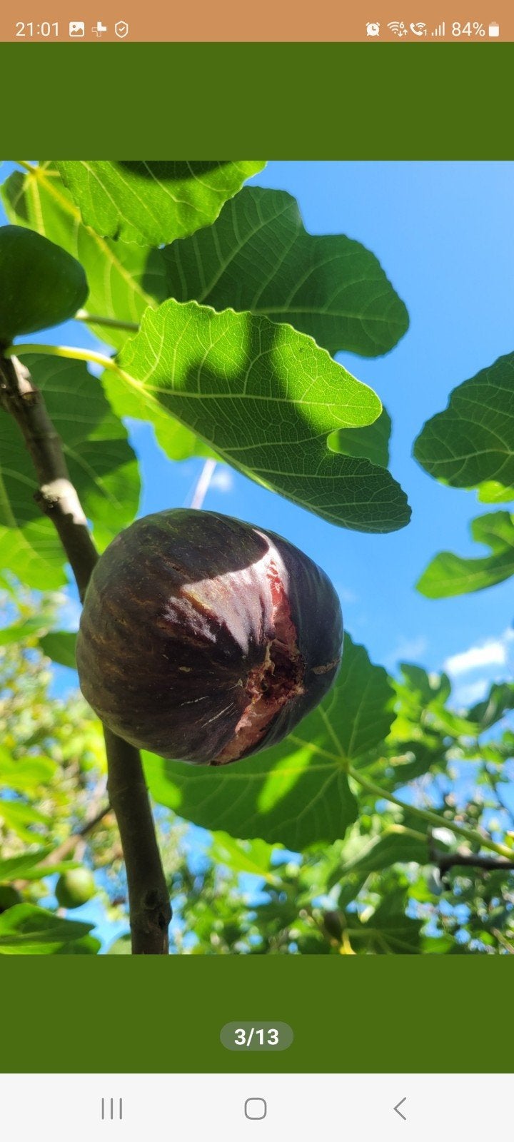 vijgenboom, Tuin en Terras, Ophalen of Verzenden, Bloeit niet, Volle zon, Overige soorten