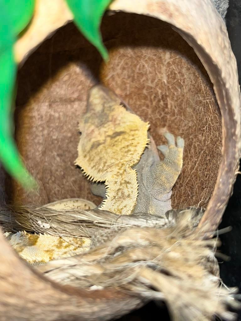 Wimper gekko (crested gecko) + terrarium en toebehoren, Dieren en Toebehoren, Hagedis, Met terrarium, 3 tot 6 jaar