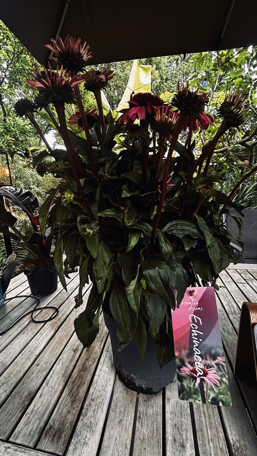 Echinacea Mooodz  Courag Zonnehoed, Volle zon, Vaste plant, Zomer, Ophalen