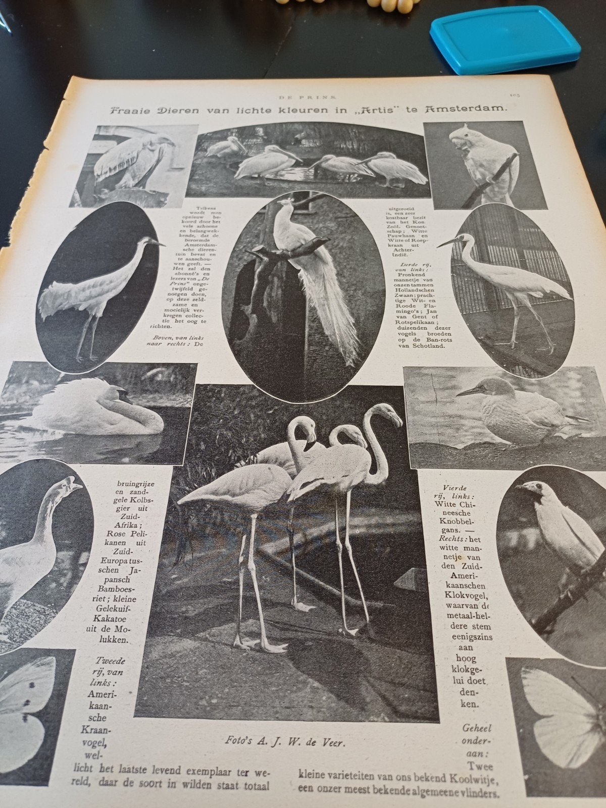 reportage fraaie dieren dierentuin Artis Amsterdam 1914, Ophalen of Verzenden, Gebruikt, Beeldje of Figuurtje