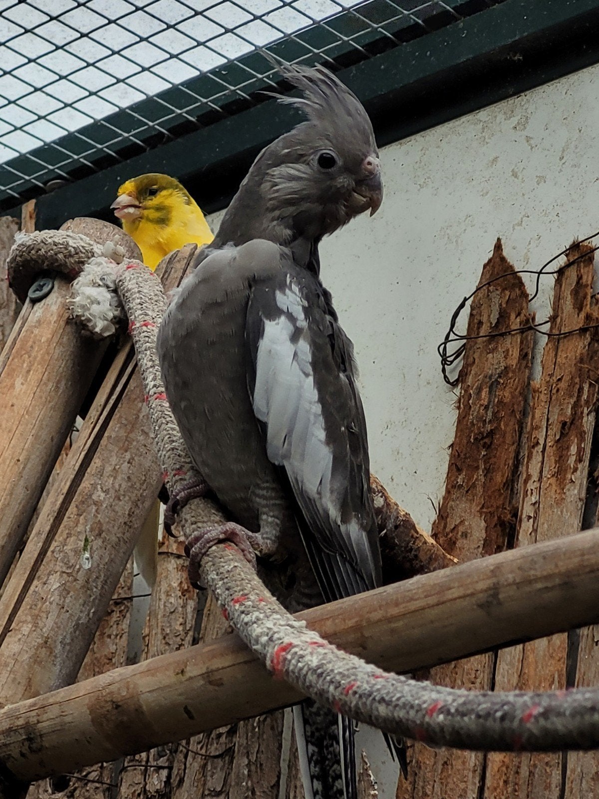 2 mooie witmasker bont valkparkieten, Meerdere dieren, Parkiet