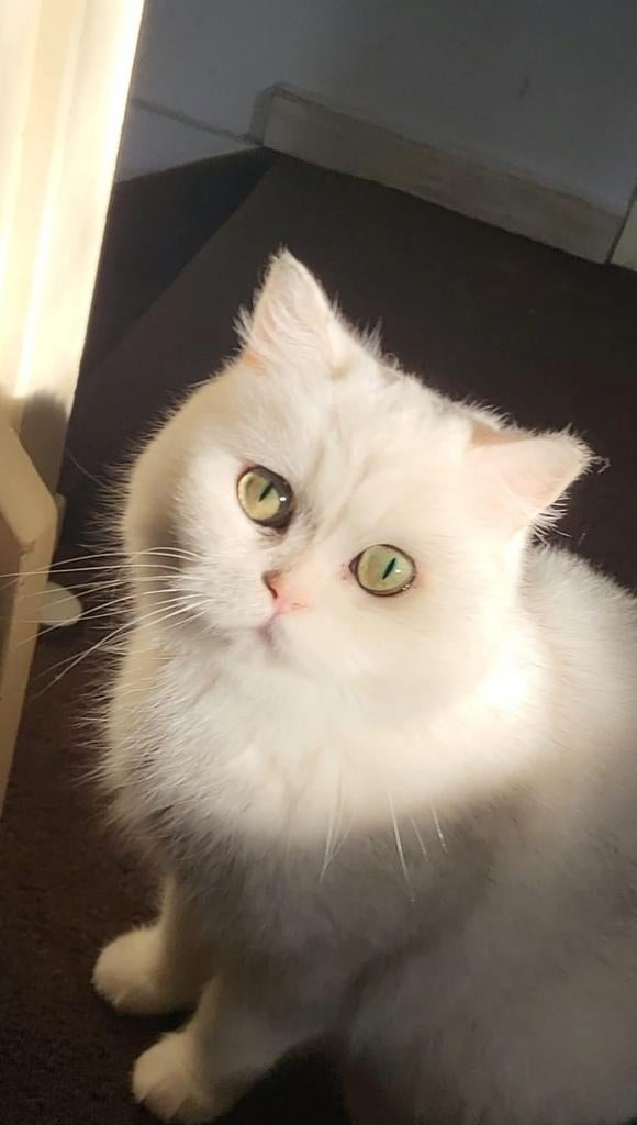 Britse korthaar Poes chinchilla, Dieren en Toebehoren, Katten en Kittens | Raskatten | Langhaar, Poes