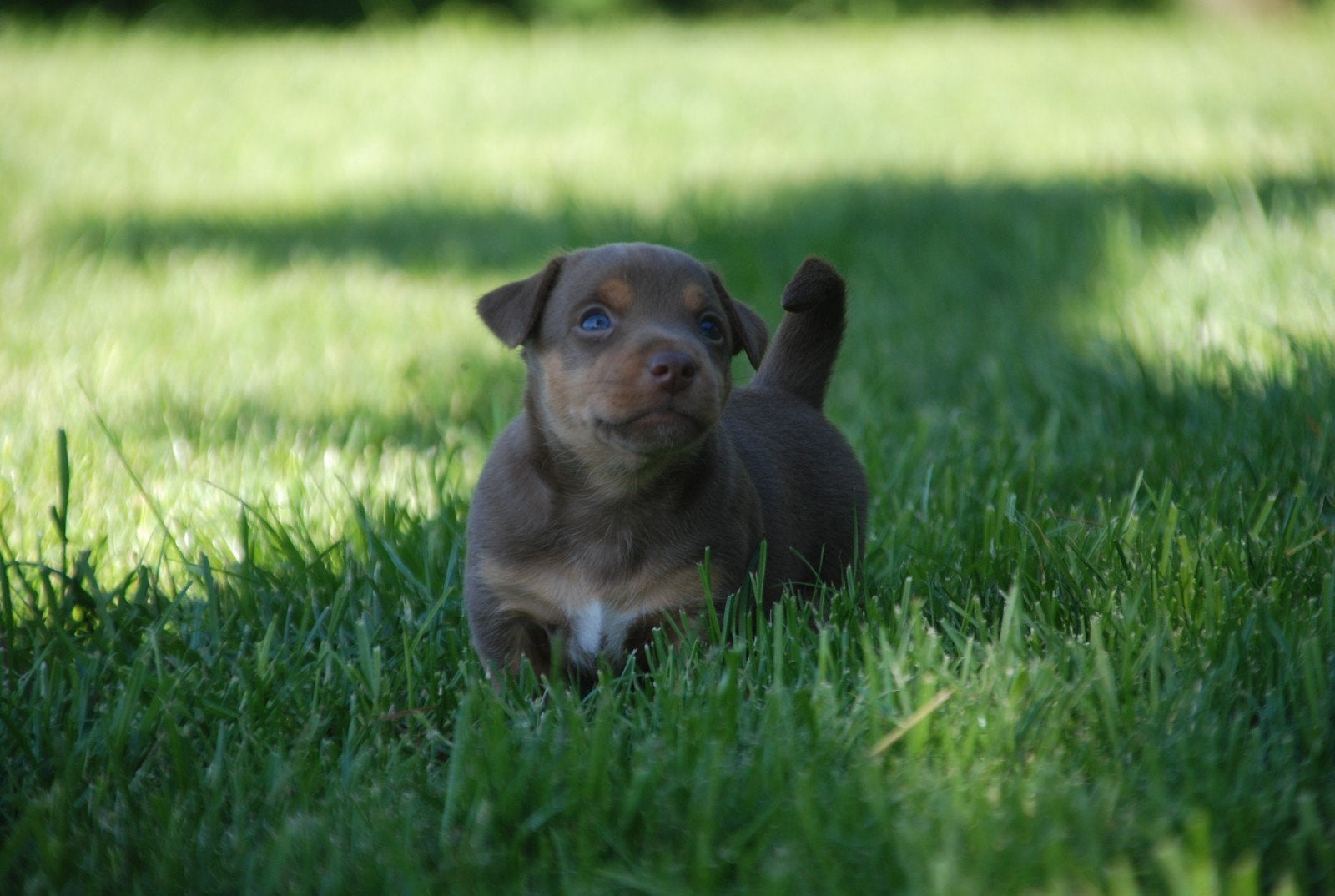 TeKoop: Prachtige Jack Russel Pups !, Dieren en Toebehoren, Honden | Jack Russells en Terriërs, Jack Russell Terriër, 8 tot 15 weken