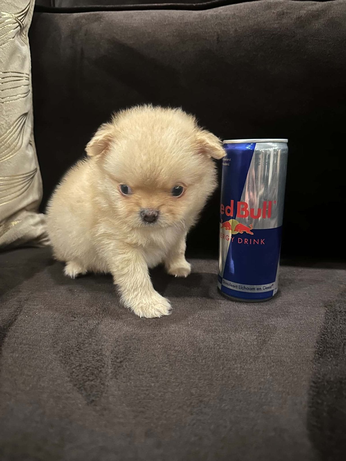 Pomeriaan x chihuahua (pomchi), Reu, 8 tot 15 weken, Eén hond, Chihuahua