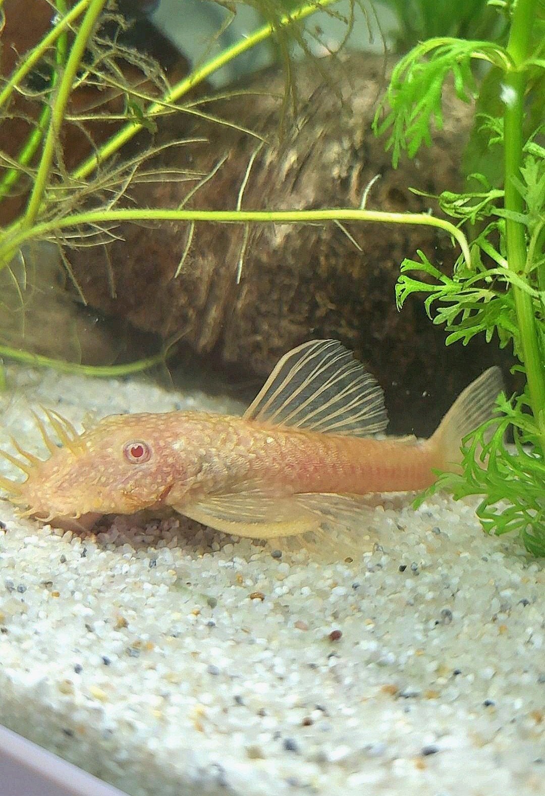 Mooie ancistrus albino gold man, Dieren en Toebehoren, Vis, Zoetwatervis