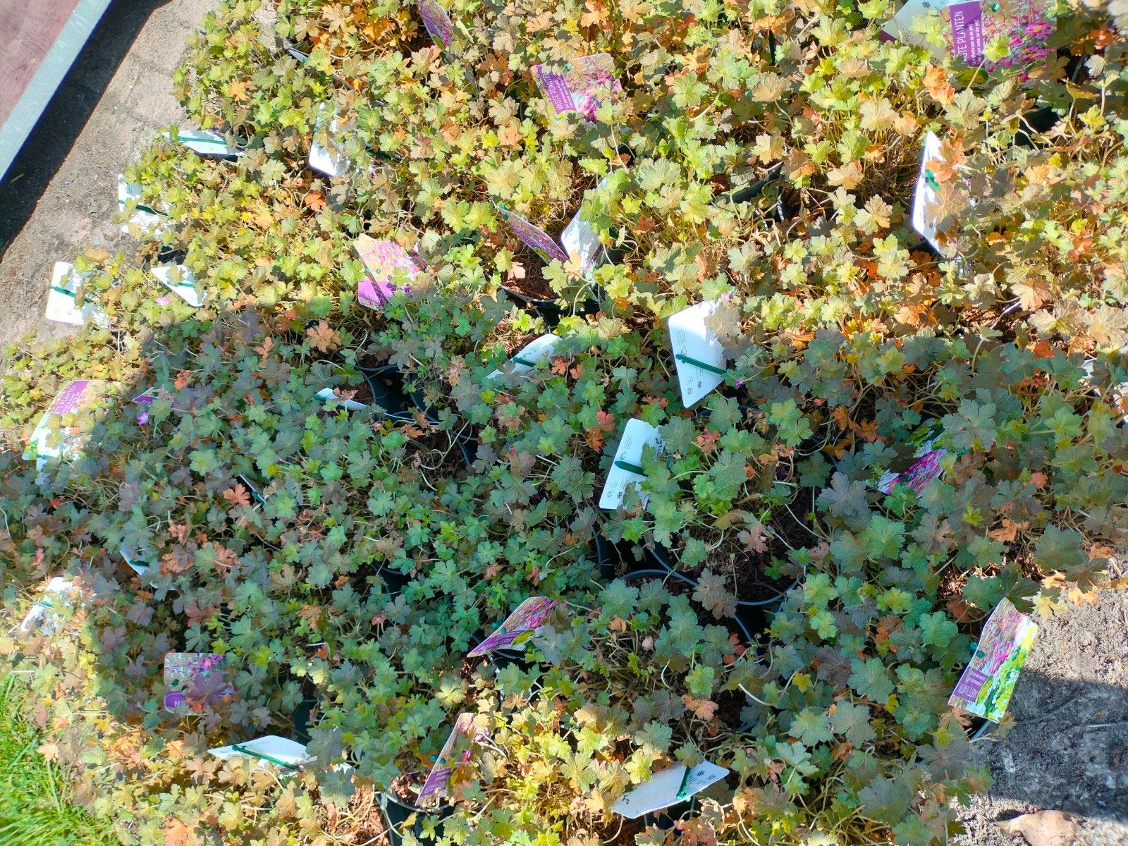 Geranium 'Biokovo' - winter groene bodembedekkende plant, Tuin en Terras, Ophalen, Bodembedekkers, Vaste plant, Halfschaduw