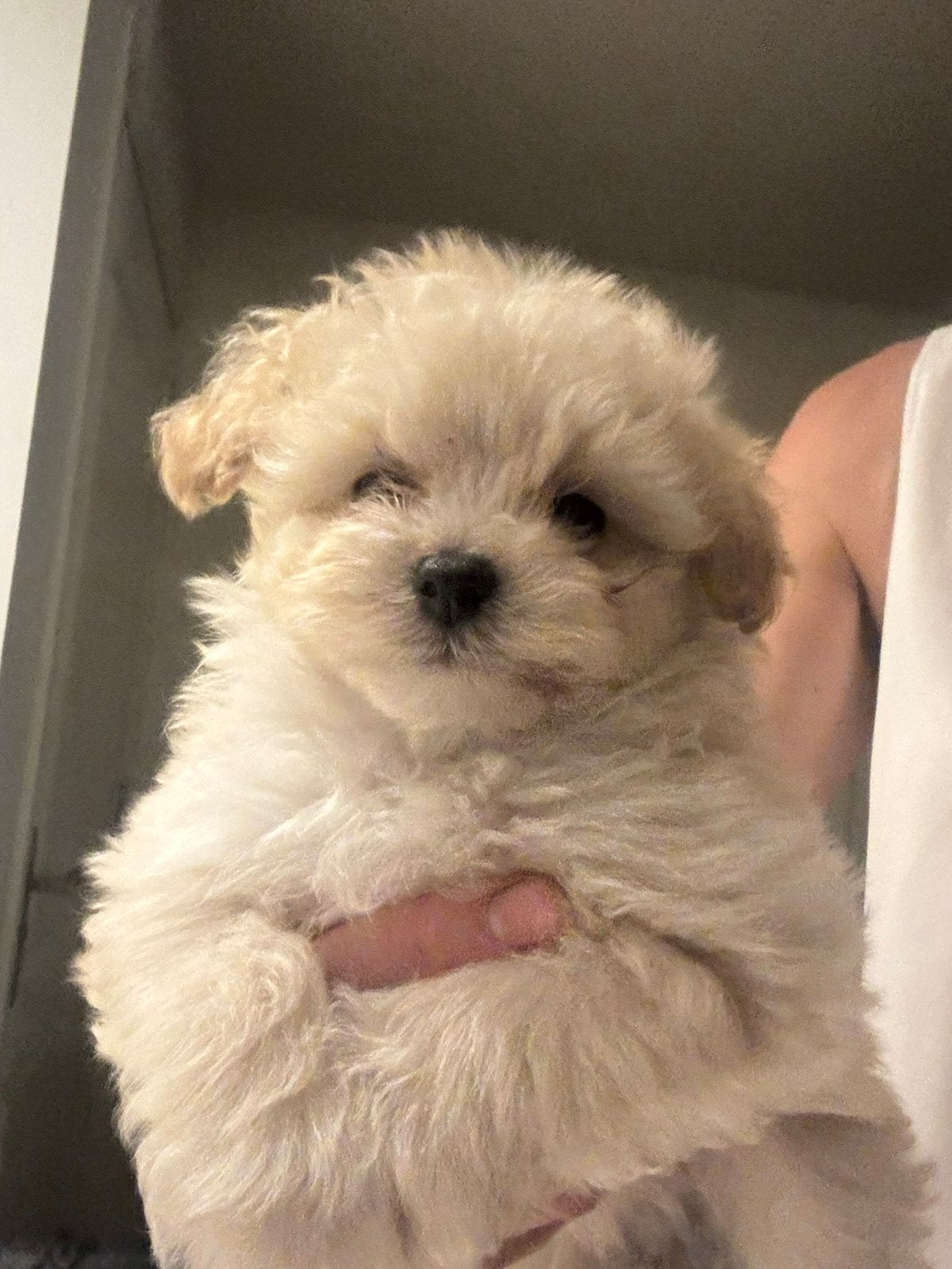 Toy poedel x Pommeranian pups te koop, Dieren en Toebehoren, Honden | Chihuahua's en Gezelschapshonden, Poedel, 8 tot 15 weken