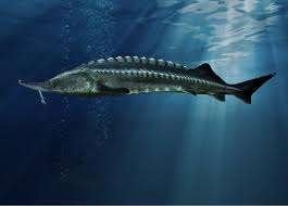 Beluga steur (huso-huso) 70cm!!, Dieren en Toebehoren, Vissen | Vijvervissen, Steur
