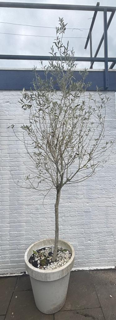 Olijf boom in witte pot, Tuin en Terras, Ophalen, Vaste plant, Overige soorten, Volle zon