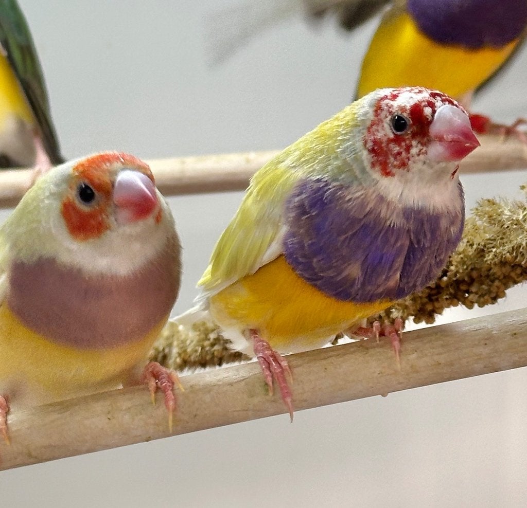 Gele gouldamadines koppels, Meerdere dieren