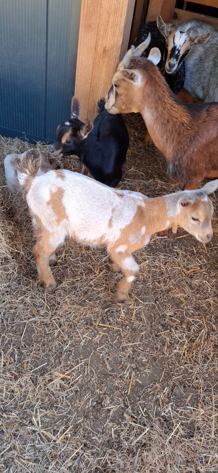 Maanvlek bokje, geitje black  and tan, Dieren en Toebehoren, Mannelijk, Geit