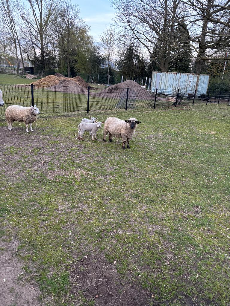 HampShire down ooi met lammeren, Vrouwelijk, Schaap