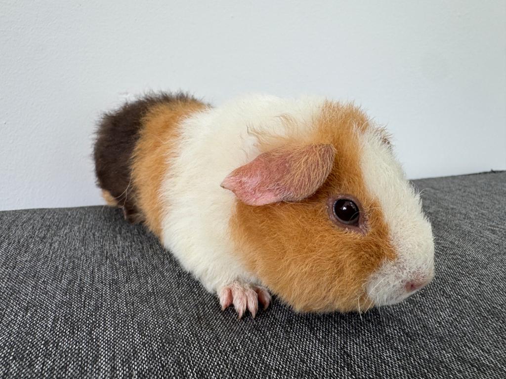 Lief zeugje Luna, Dieren en Toebehoren, April, Vrouwelijk, Cavia