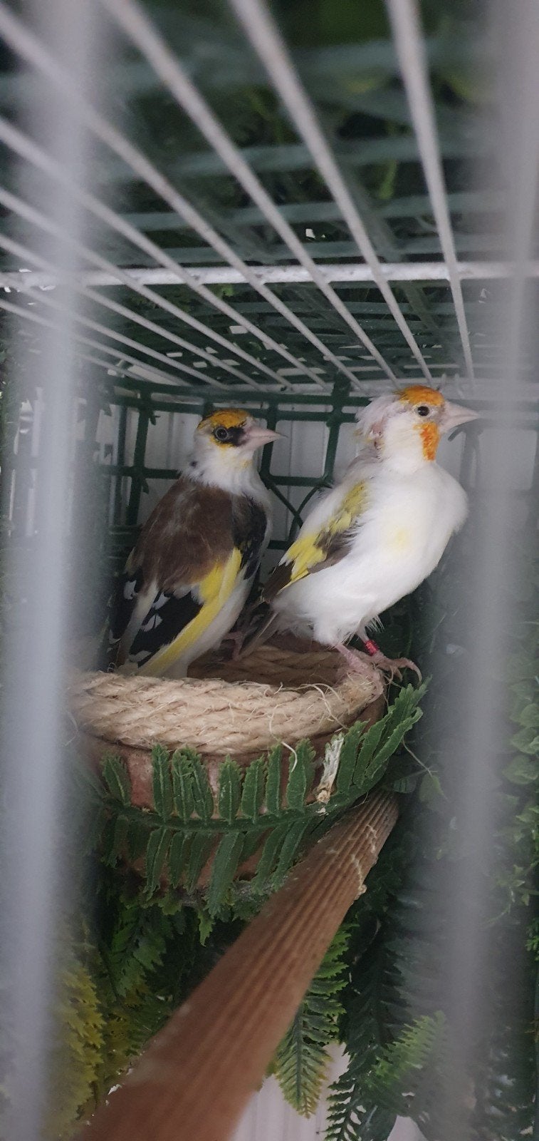 majoor putters koppel, Dieren en Toebehoren, Meerdere dieren, Postduif